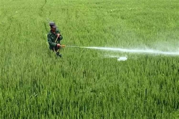 越冬菠菜施肥要点