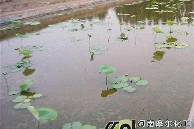 桉树苗哪个品种好哪里买 价格是多少