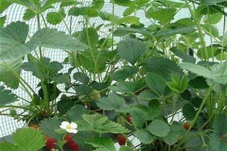 硝基腐植酸尿素络合物有什么作用与用途