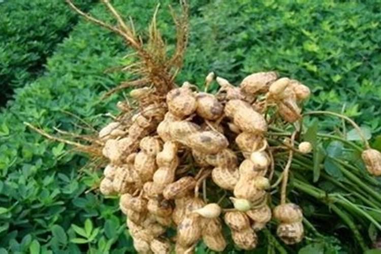 花生用什么叶面肥好