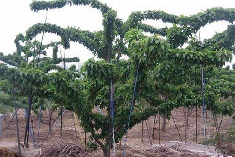 叶面肥硝酸钾应该在什么时候喷施？ 樱桃树春季管理技术