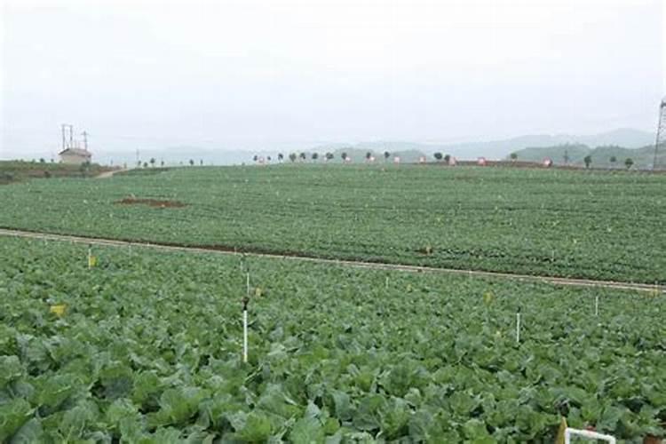 叶菜类蔬菜用什么肥料比较好