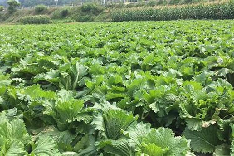 请问国内知名作物专用肥哪个好？