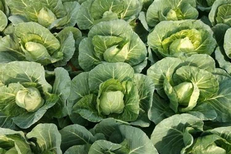 硝基腐植酸是什么