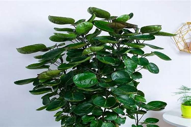 氨基酸叶面肥的功效与作用,有什么优缺点