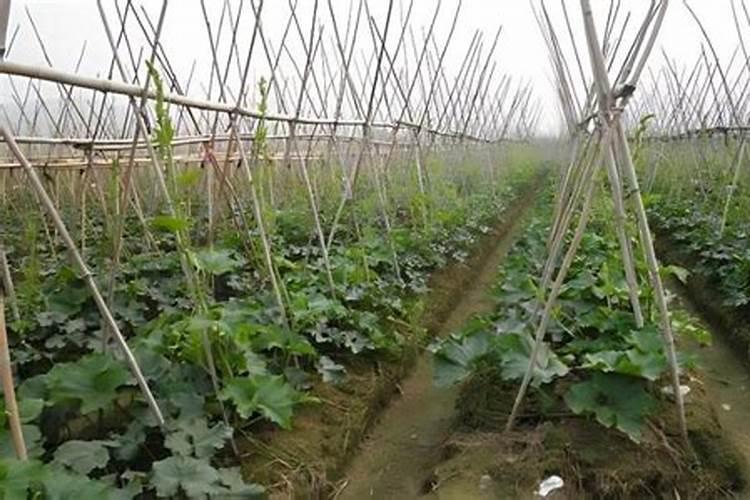 甜桔柚栽培技术