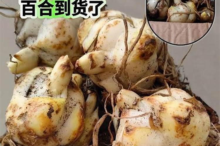 葵花什么时候追肥合适