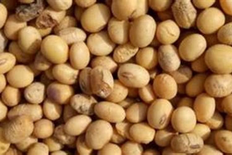 葵花什么时候追肥最好