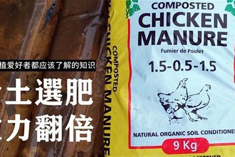 长白19号栽培要点