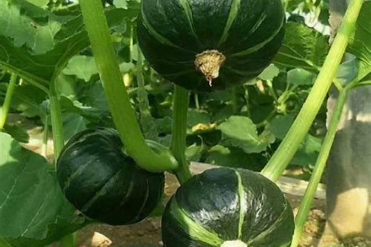 怎样种植贝贝小南瓜