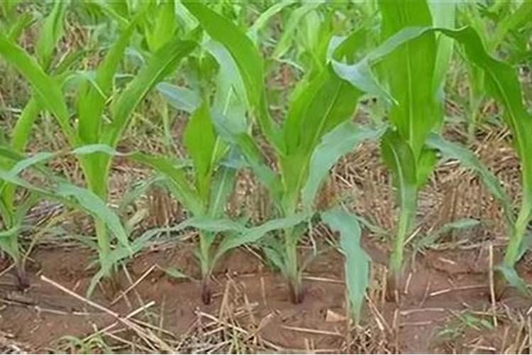 玉米小苗打什么药荘苗