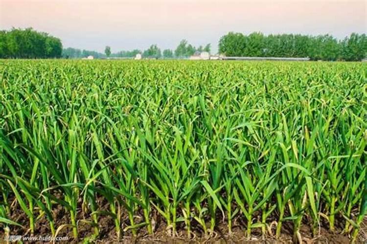 桉树基肥怎么放