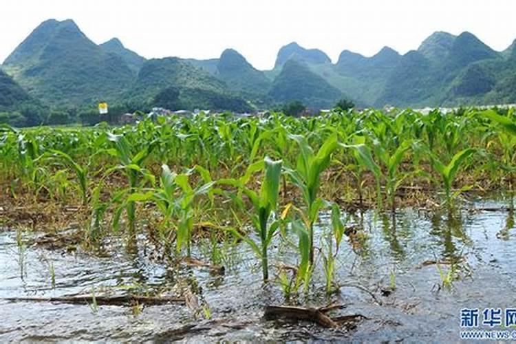 水溶肥冲施肥怎样用