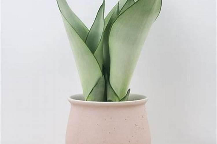 虎皮兰怎么施肥