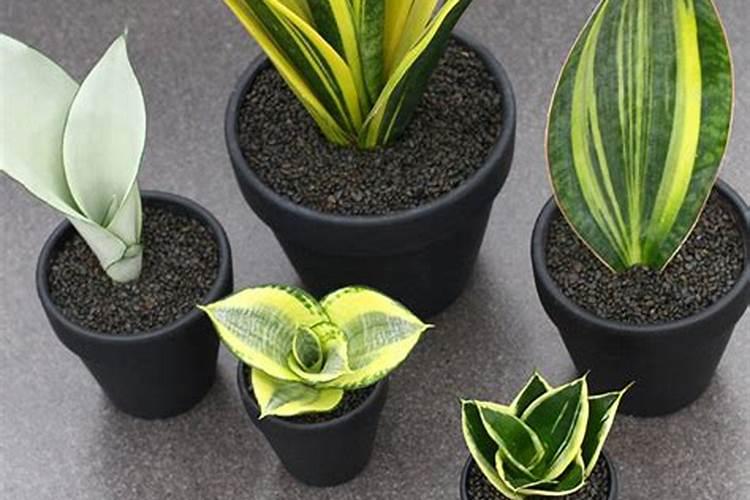 虎皮兰怎么施肥