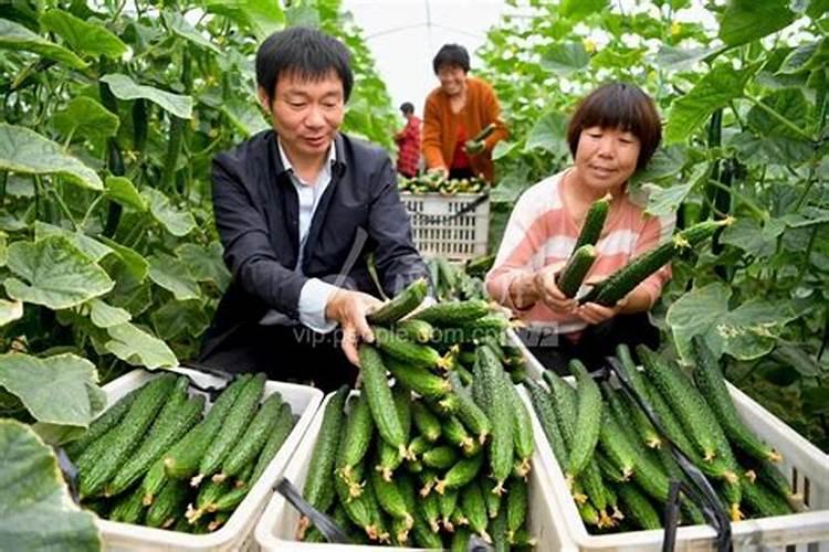 黄瓜生根养根肥料,生根剂用什么好,黄瓜生根剂那种牌的好