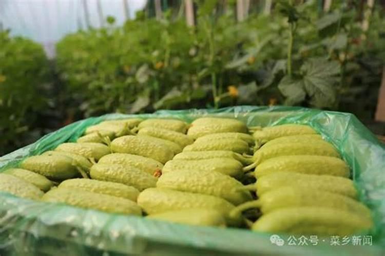 黄瓜追肥用什么肥料好？打什么叶面肥长的快？生根好的肥料？