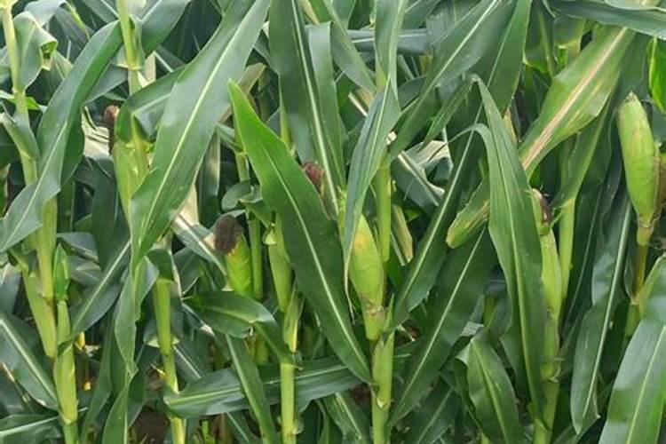 富硒甜玉米无公害种植怎样施粪