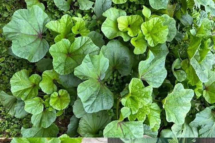 火龙珠怎么养长的好