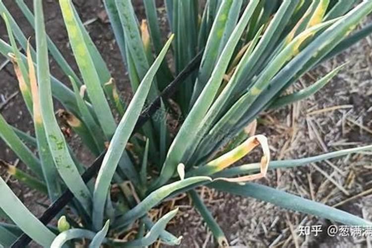 什么肥是氮肥  几种氮肥的区别