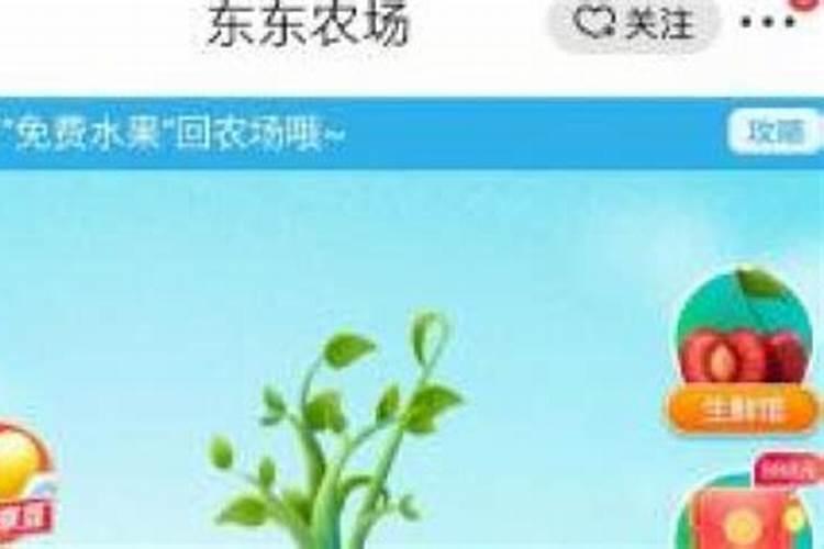 怎么种水果 如何种水果