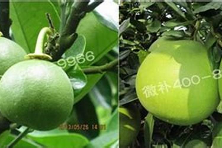 四季葱怎样施肥