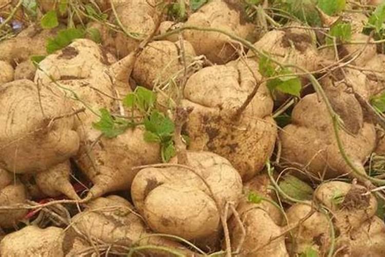 四季葱用什么肥长得快