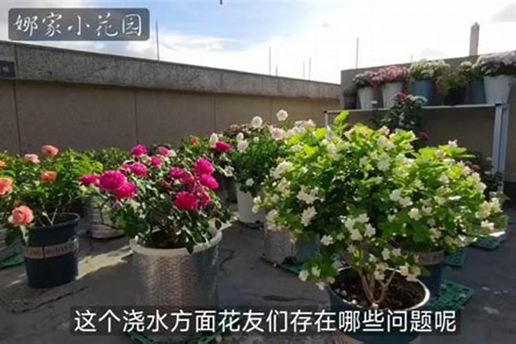 兰花干尖如何养护