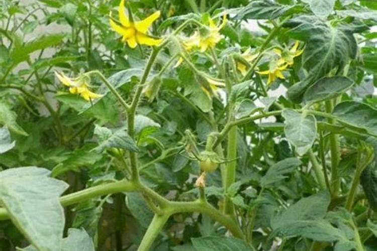 花生施什么肥料最好