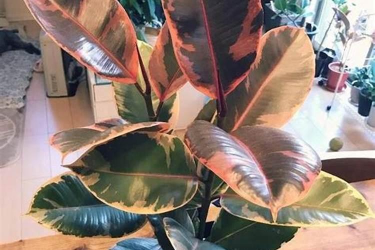 橡皮树施什么肥好,氮肥为主磷钾肥为辅