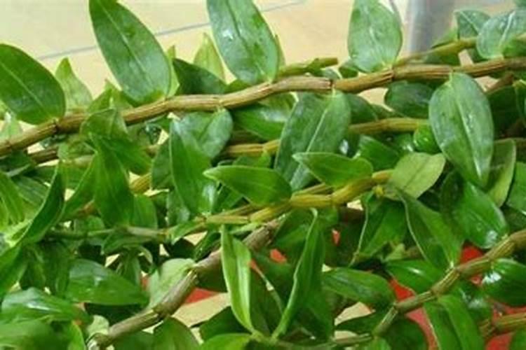 盆栽石斛兰花的叶面肥哪那种好 盆栽石斛兰花的叶面用什么肥料好