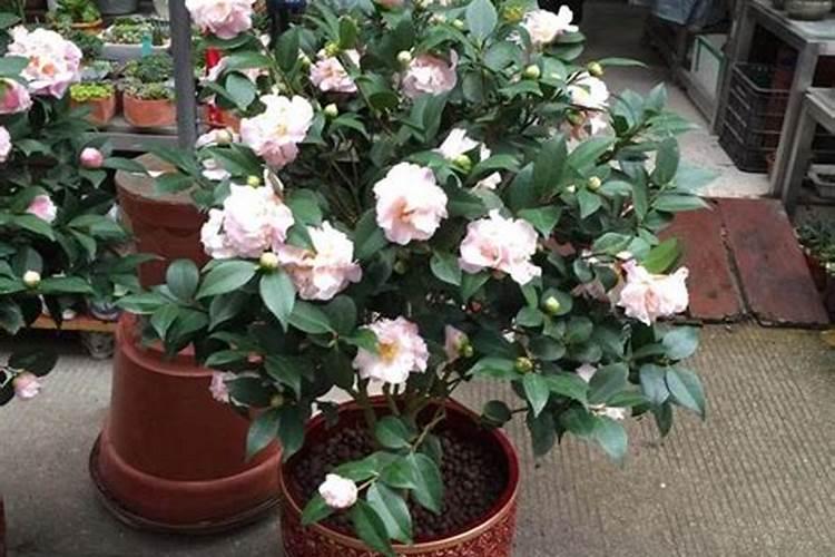 茶花上盆后如何施肥