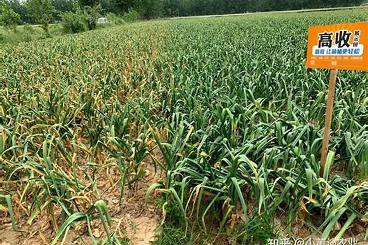 贵州开阳蓝芝茶叶开发有限责任公司电话是多少？