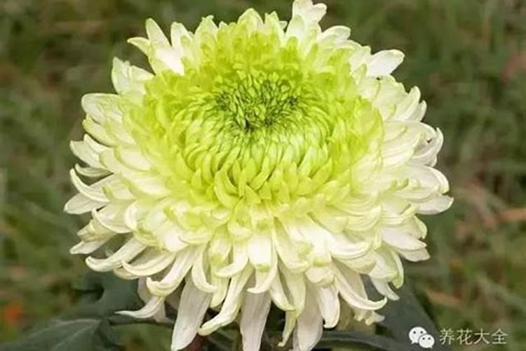 喷什么药,能不让菊花长高