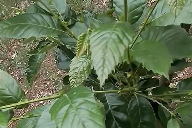 板栗夏季如何修剪