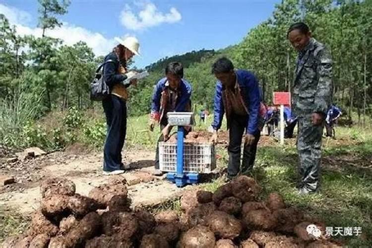 魔芋施肥最佳时间 用什么肥料最好