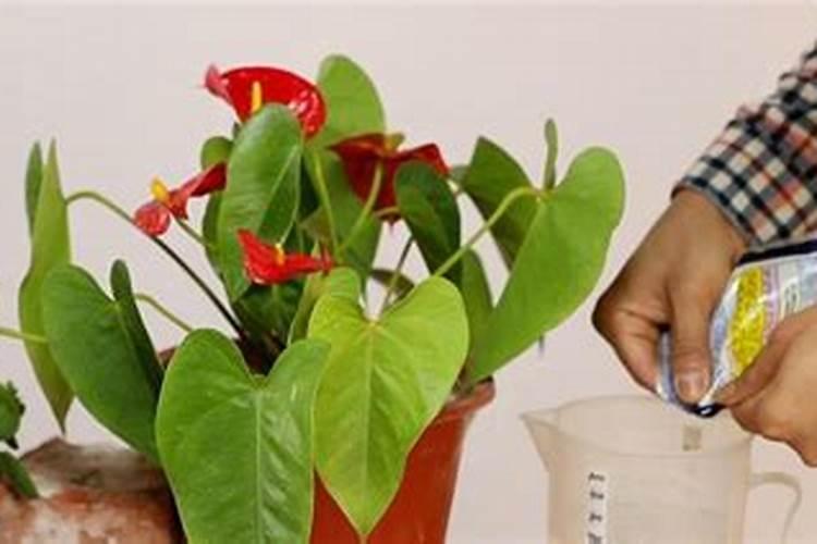 开花期间施什么肥好 开花期间可以施哪些肥