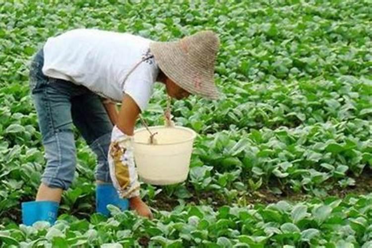 生根壮苗剂使用方法