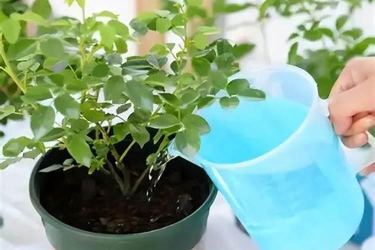 种花什么肥料最好 家庭养花十大最好花肥