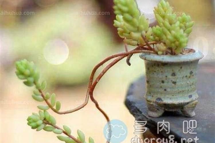 尿素可以和肉一起掺水吗？