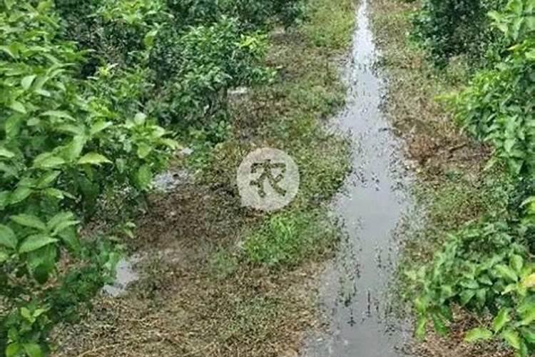 柑橘9月份施什么肥