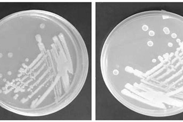 肥害,病毒病,早期用多粘类芽孢杆菌
