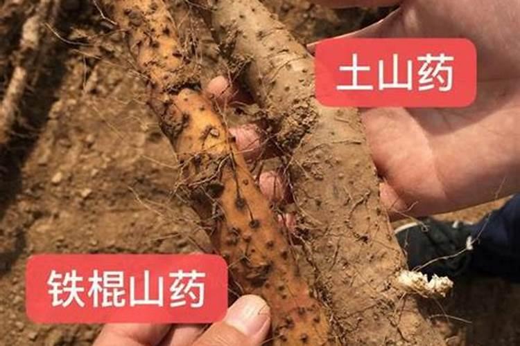 植物从土壤中吸收并运输到叶肉细胞的氮和磷,主要用于合成什么？