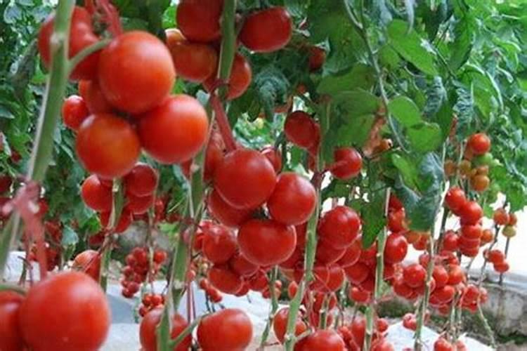 芹菜种植时间和种植方法介绍