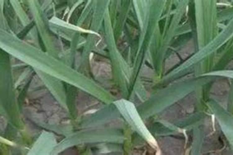 大蒜专用肥什么最好