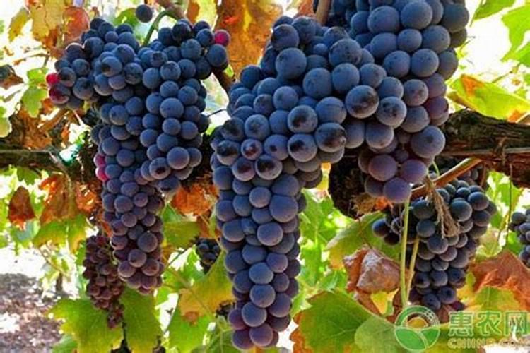 科学家将水稻和番茄分别放在含Ca2+、Mg2+和SiO44+的培养液中培养,一段...