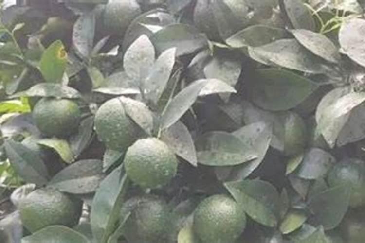 柑橘着色快增甜快用什么药