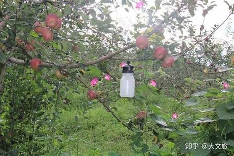 苹果树不结果怎么办