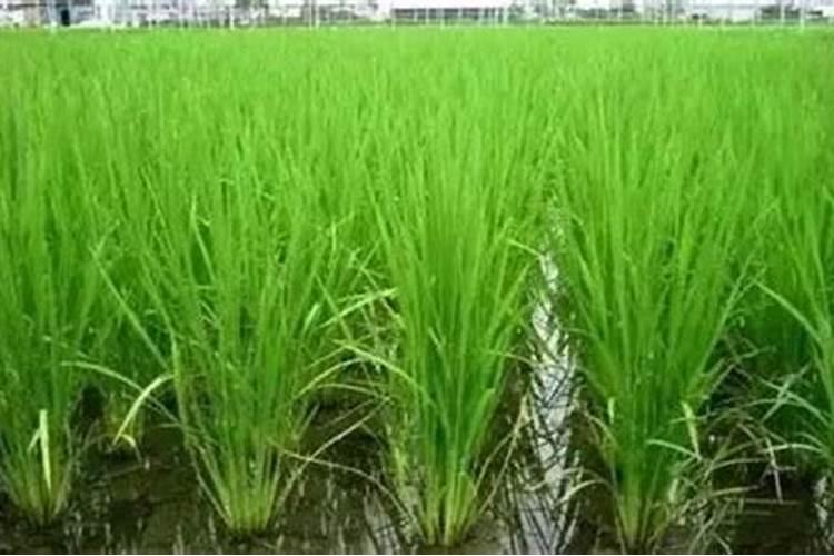 水稻一生的需肥规律