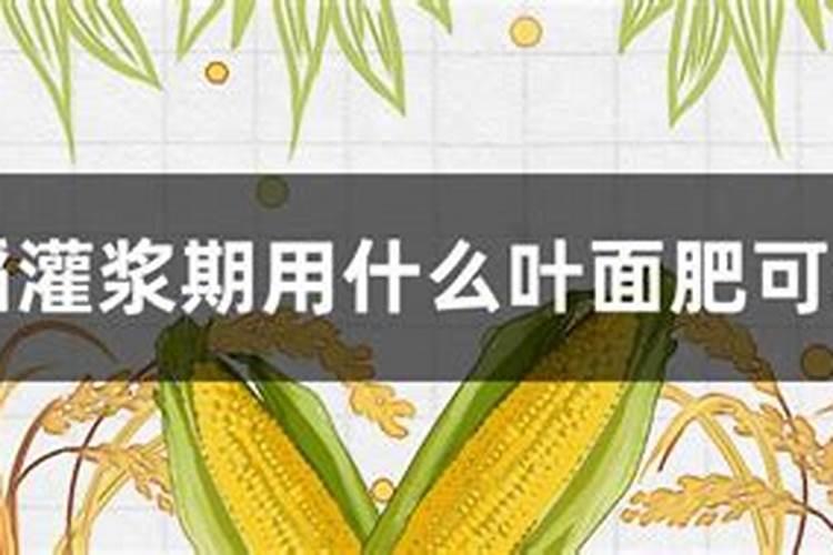 兰花冬天施什么肥最好